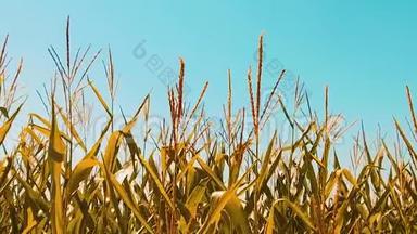 有机玉米田干熟玉米的农业。 概念生活方式玉米收获农业天然产品